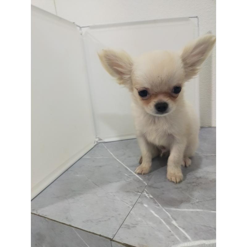 販売中の宮崎県のチワワ(ロングコート)-435345の2枚目