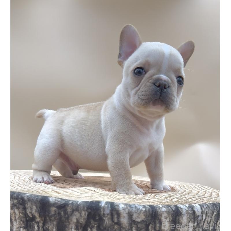 販売中の愛知県のフレンチブルドッグ-435346の6枚目