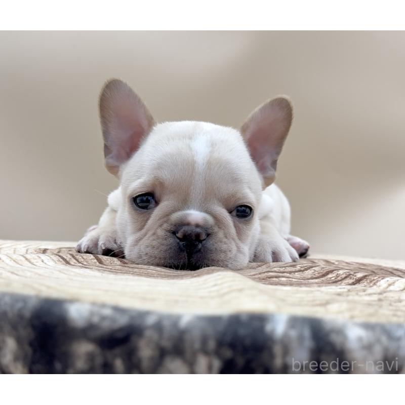 販売中の愛知県のフレンチブルドッグ-435346の5枚目