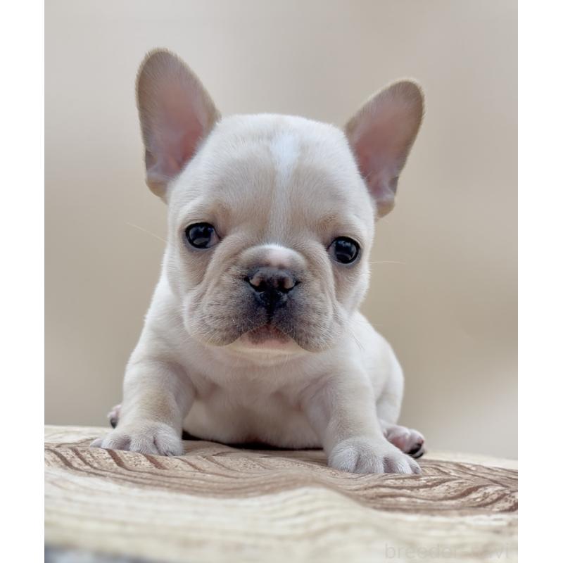 販売中の愛知県のフレンチブルドッグ-435346の4枚目