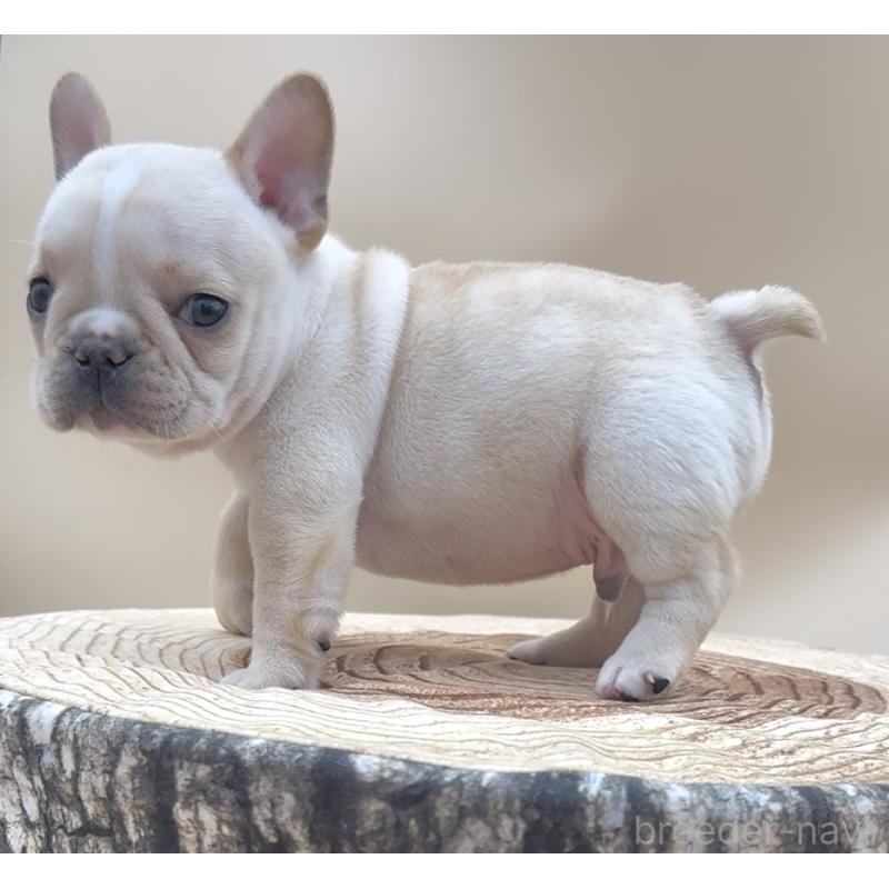 販売中の愛知県のフレンチブルドッグ-435346の3枚目