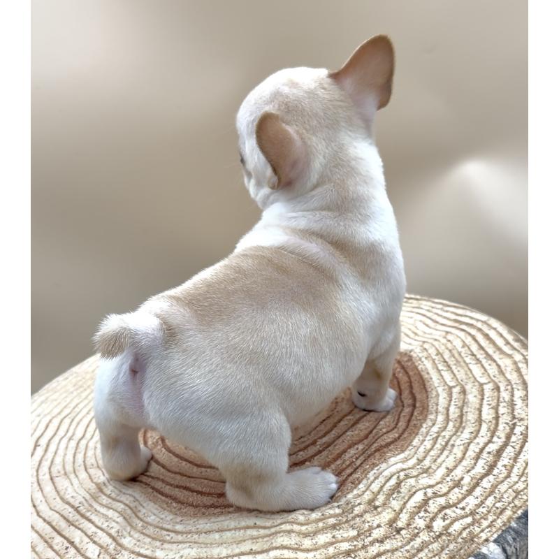 販売中の愛知県のフレンチブルドッグ-435346の2枚目