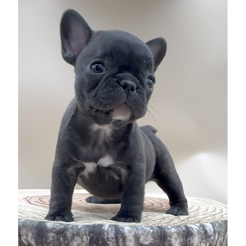 販売中の愛知県のフレンチブルドッグ-435347の4枚目