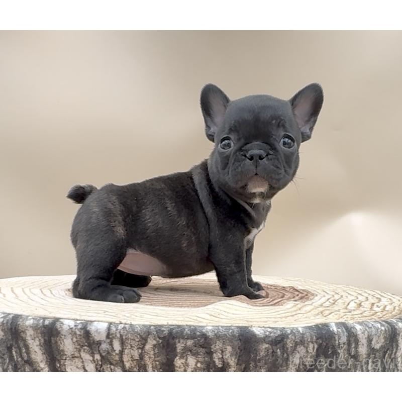 販売中の愛知県のフレンチブルドッグ-435347の3枚目