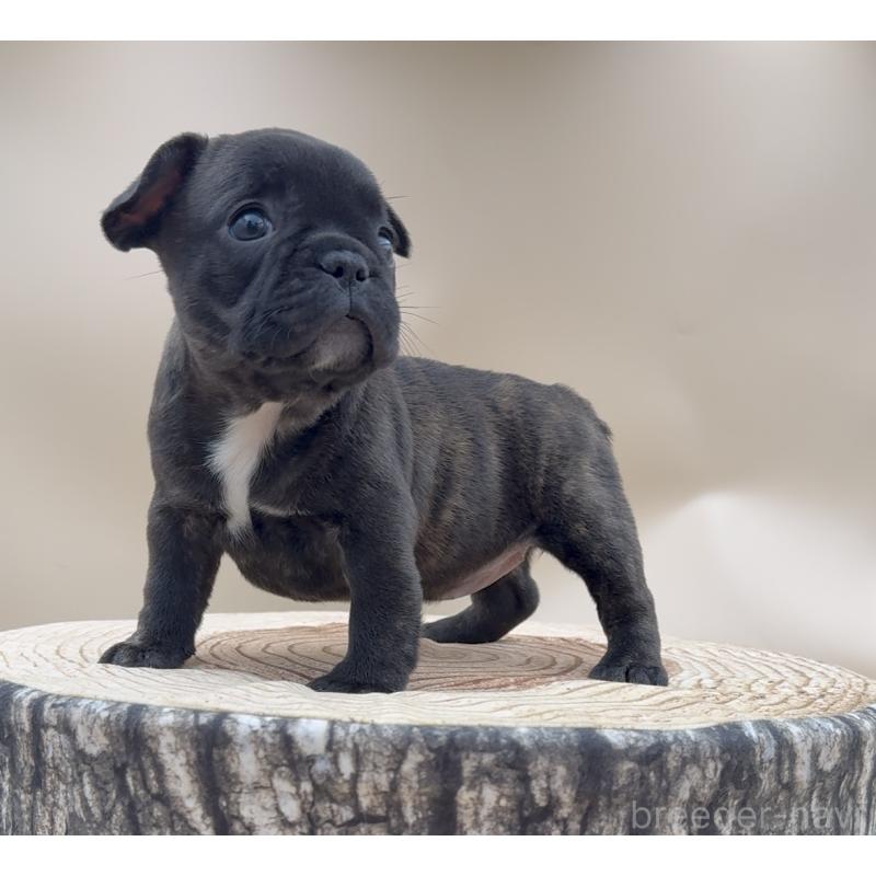 販売中の愛知県のフレンチブルドッグ-435348の5枚目