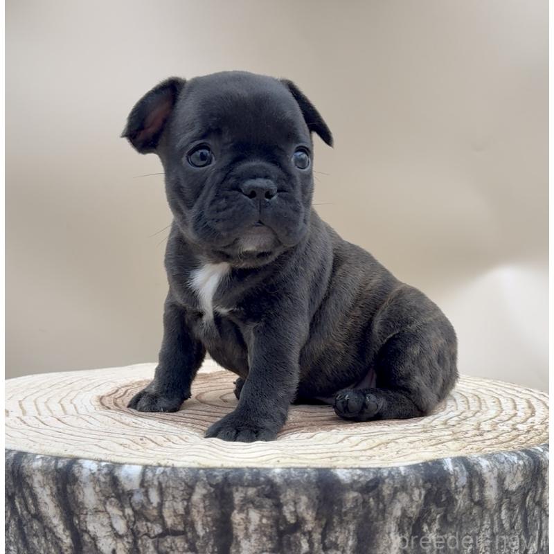 販売中の愛知県のフレンチブルドッグ-435348の4枚目