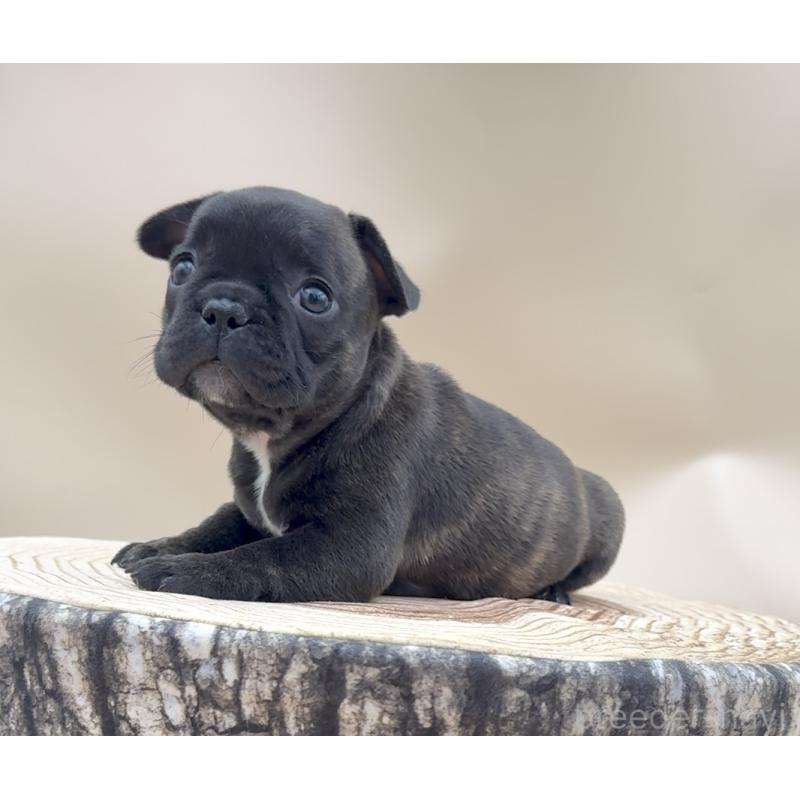 販売中の愛知県のフレンチブルドッグ-435348の3枚目