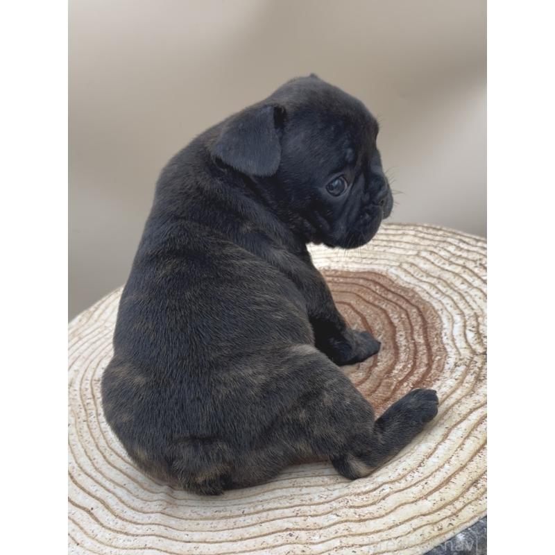 販売中の愛知県のフレンチブルドッグ-435348の2枚目