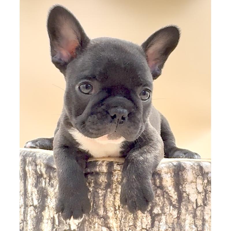 販売中の愛知県のフレンチブルドッグ-435349の5枚目