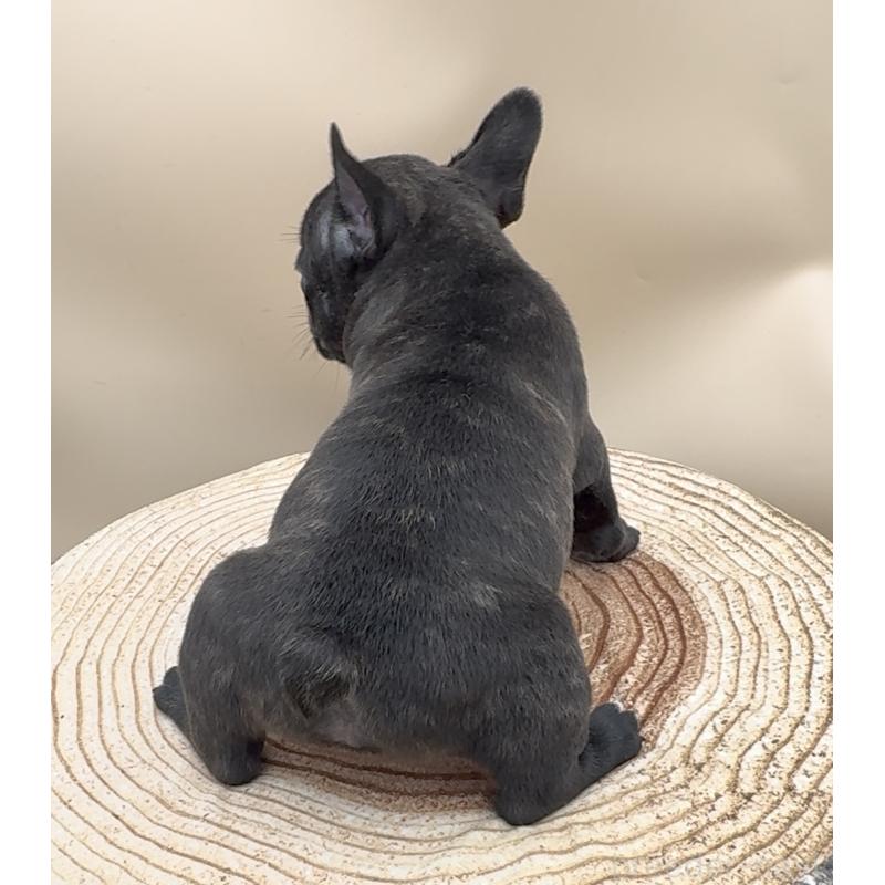 販売中の愛知県のフレンチブルドッグ-435349の2枚目