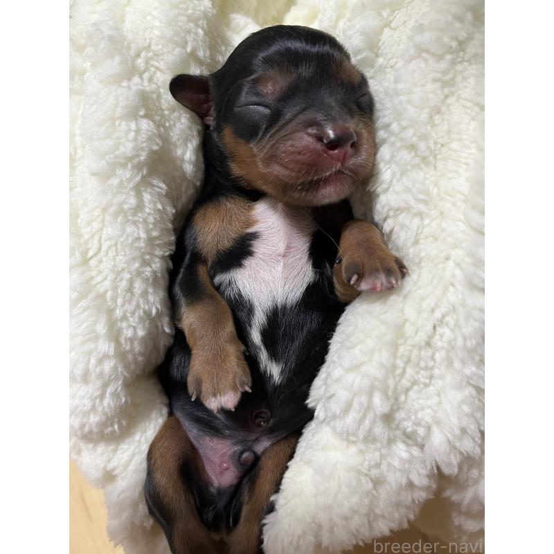 販売中の愛知県のキャバリアキングチャールズスパニエル-435144