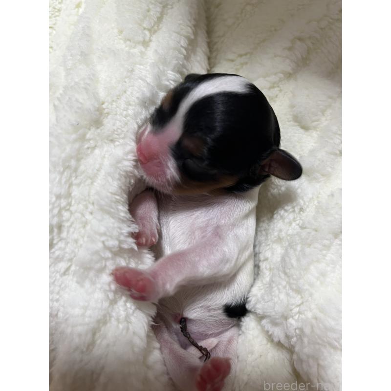 販売中の愛知県のキャバリアキングチャールズスパニエル-435136