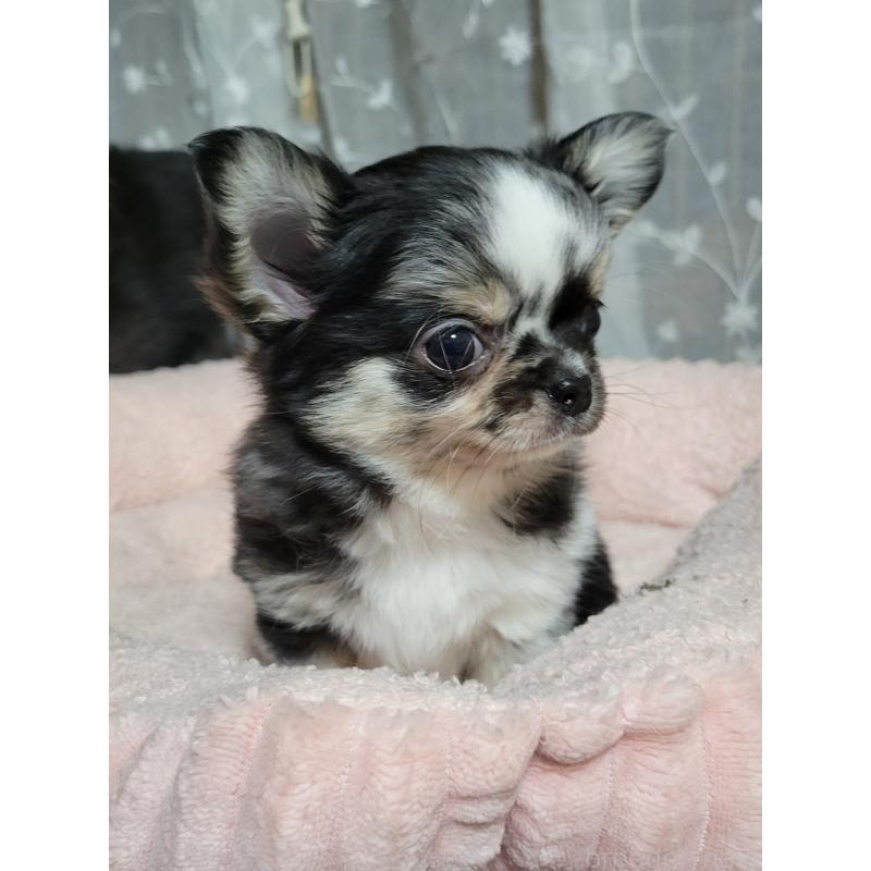 成約済の千葉県のチワワ(ロングコート)-424177の11枚目