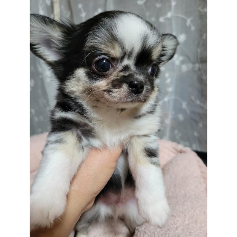 成約済の千葉県のチワワ(ロングコート)-424177の10枚目