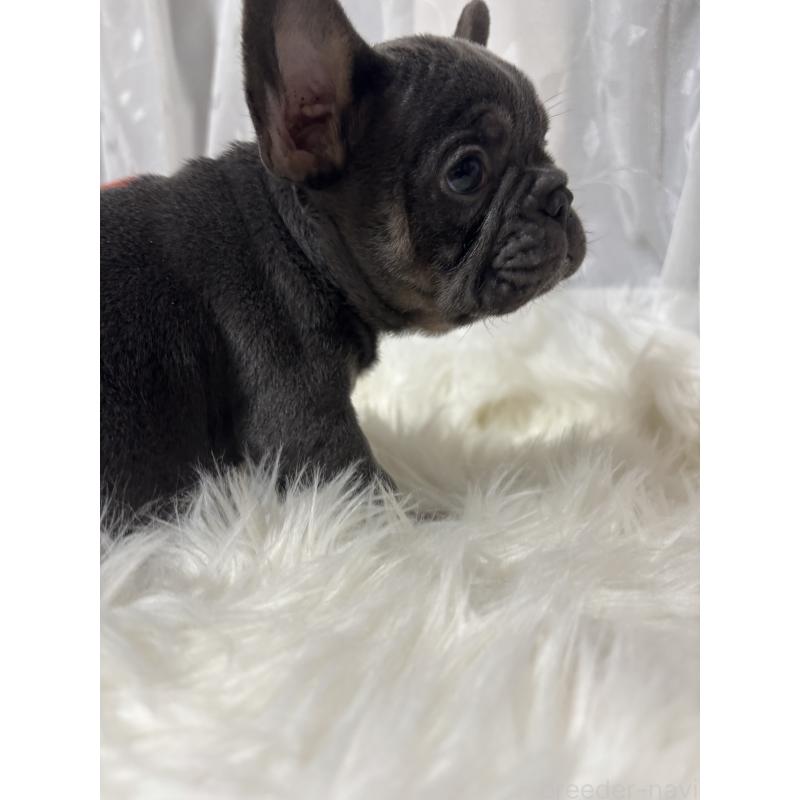 成約済の愛媛県のフレンチブルドッグ-430534の3枚目