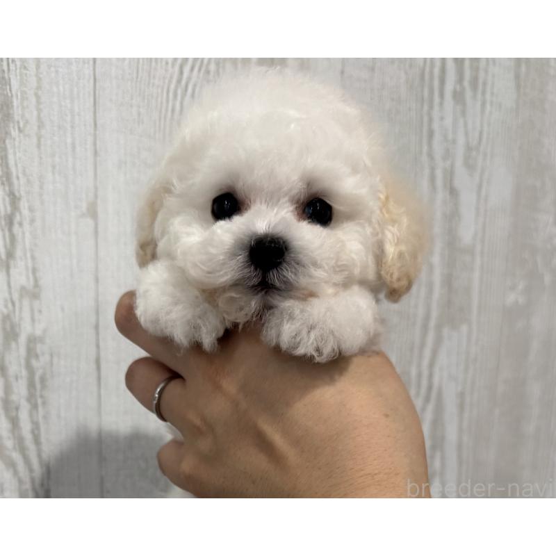 販売中の三重県のティーカッププードル-433284