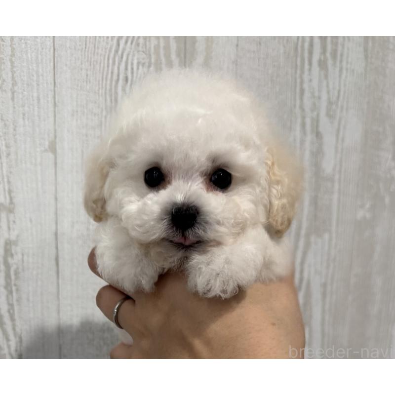 成約済の三重県のティーカッププードル-433284の6枚目