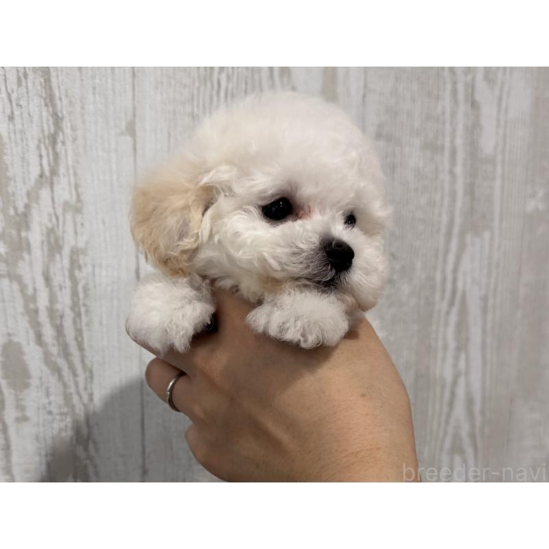 成約済の三重県のティーカッププードル-433284の5枚目