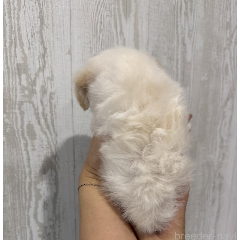 成約済の三重県のティーカッププードル-433284の3枚目