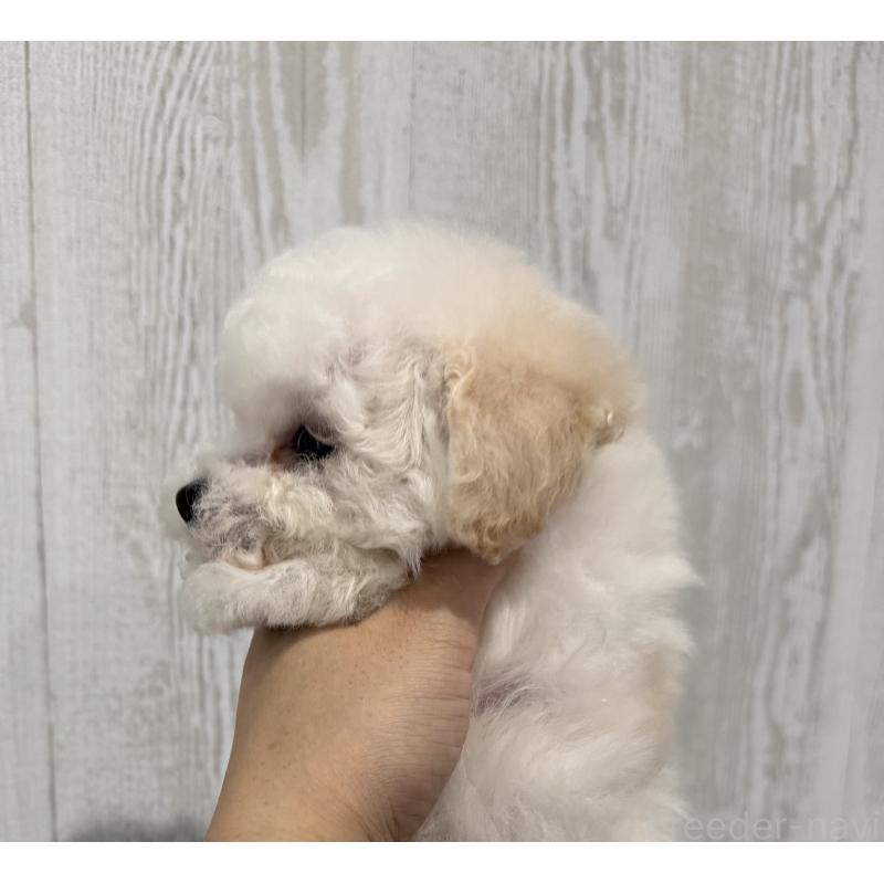 成約済の三重県のティーカッププードル-433284の2枚目