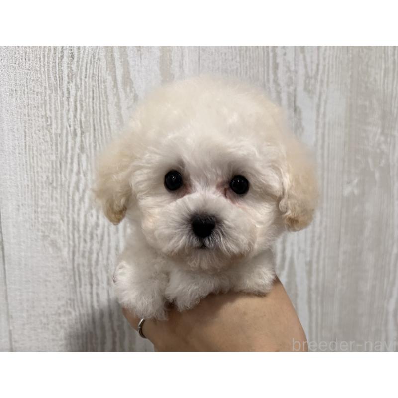 販売中の三重県のティーカッププードル-433283