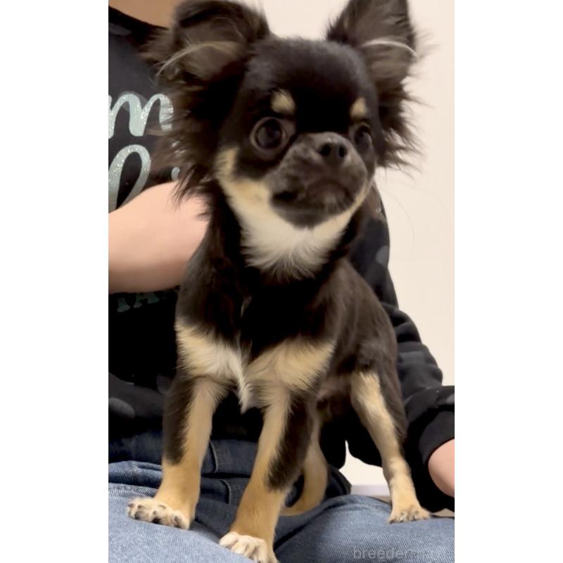 販売中の広島県のチワワ(ロングコート)-419527の2枚目