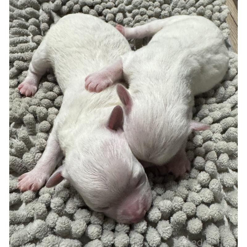 販売中の三重県のビションフリーゼ-435356の1枚目