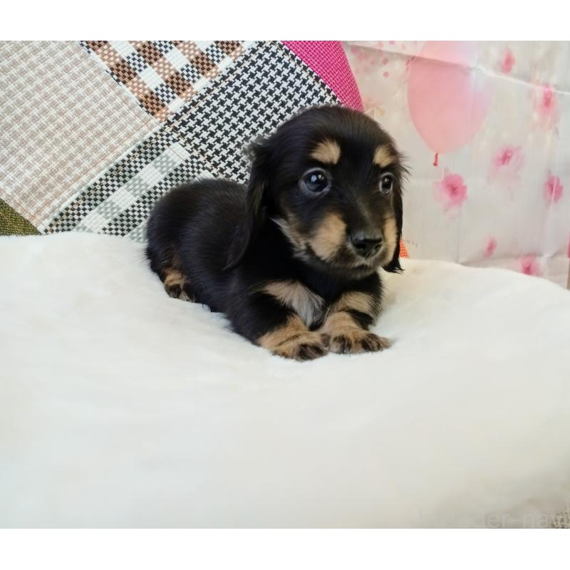 成約済の和歌山県のミニチュアダックスフンド(ロングヘアード)-432362の7枚目