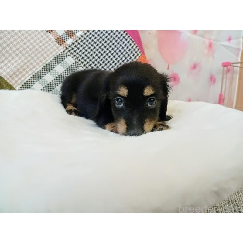 成約済の和歌山県のミニチュアダックスフンド(ロングヘアード)-432362の6枚目