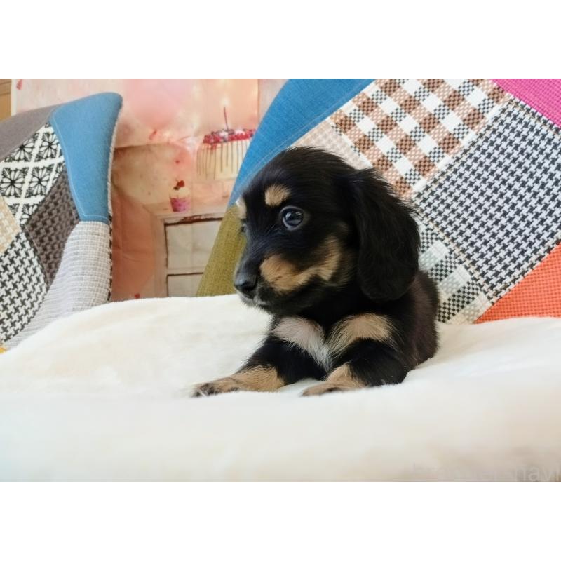 成約済の和歌山県のミニチュアダックスフンド(ロングヘアード)-432362の5枚目