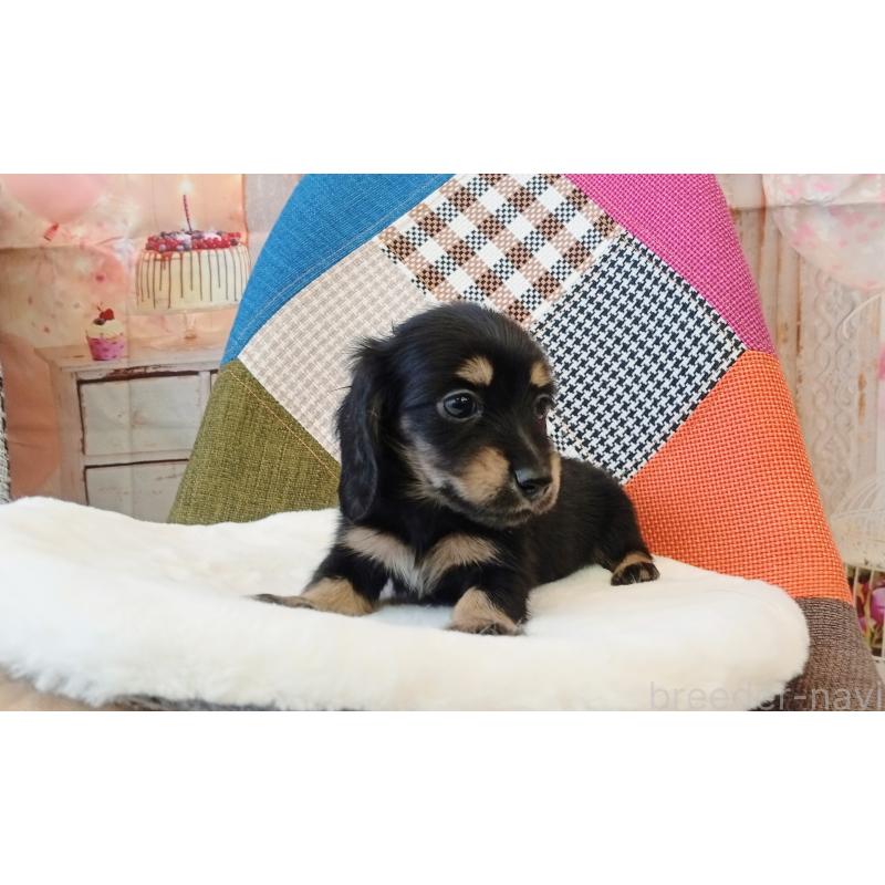 成約済の和歌山県のミニチュアダックスフンド(ロングヘアード)-432362の3枚目