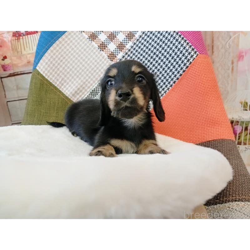 成約済の和歌山県のミニチュアダックスフンド(ロングヘアード)-432362の2枚目