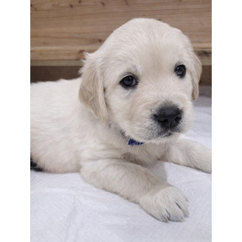 販売中の兵庫県のゴールデンレトリーバー-435133の6枚目