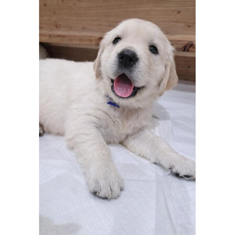 販売中の兵庫県のゴールデンレトリーバー-435133の5枚目