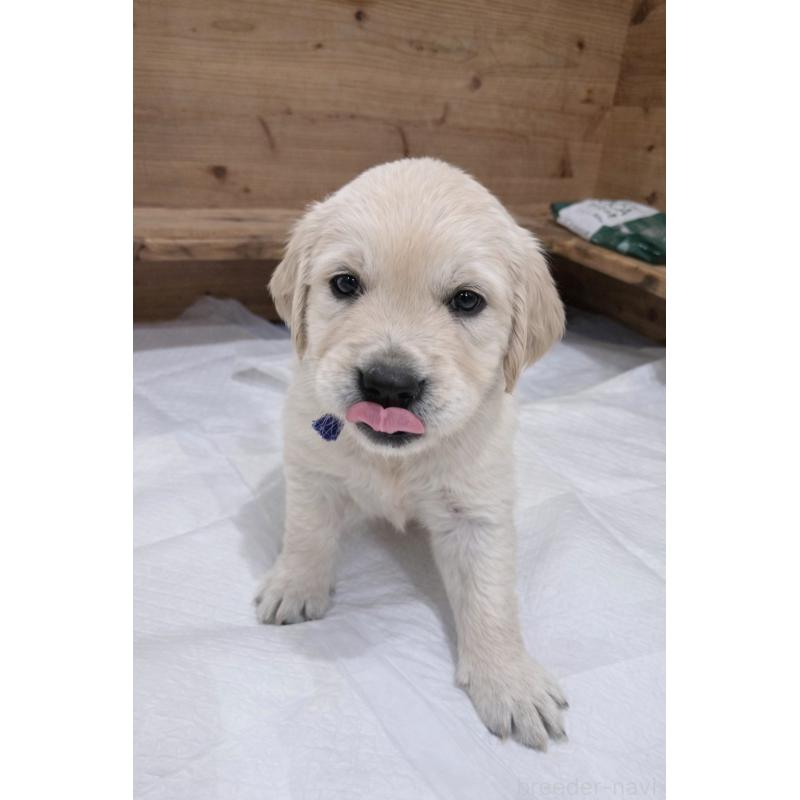 販売中の兵庫県のゴールデンレトリーバー-435133の4枚目