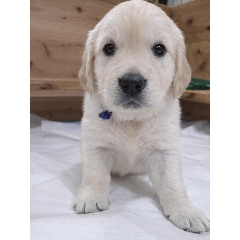 販売中の兵庫県のゴールデンレトリーバー-435133の2枚目