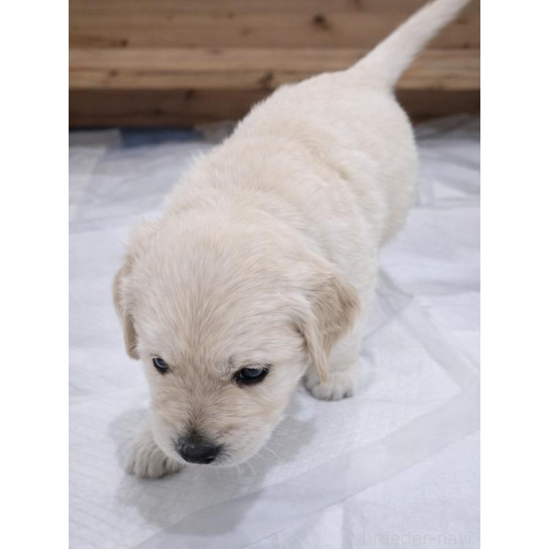 販売中の兵庫県のゴールデンレトリーバー-435133の3枚目