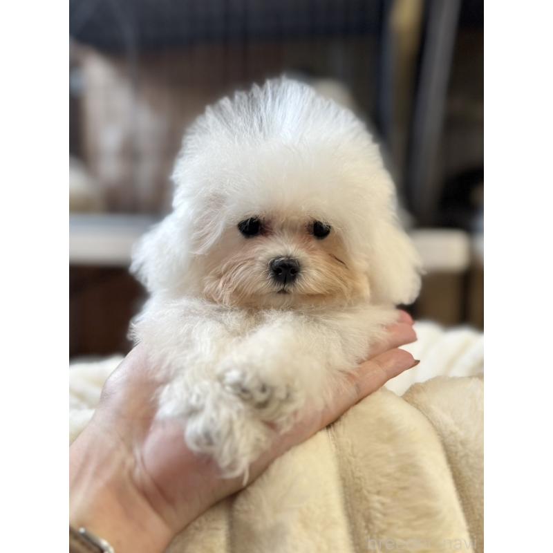 販売中の栃木県のビションフリーゼ-424755の6枚目