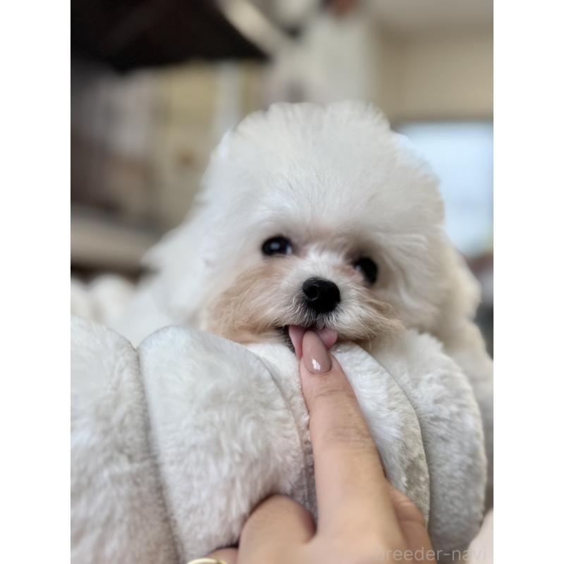 販売中の栃木県のビションフリーゼ-424755の4枚目