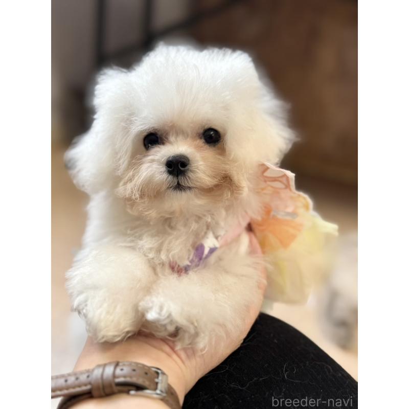 販売中の栃木県のビションフリーゼ-424755の3枚目