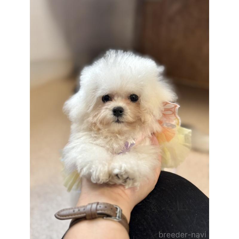 販売中の栃木県のビションフリーゼ-424755の2枚目