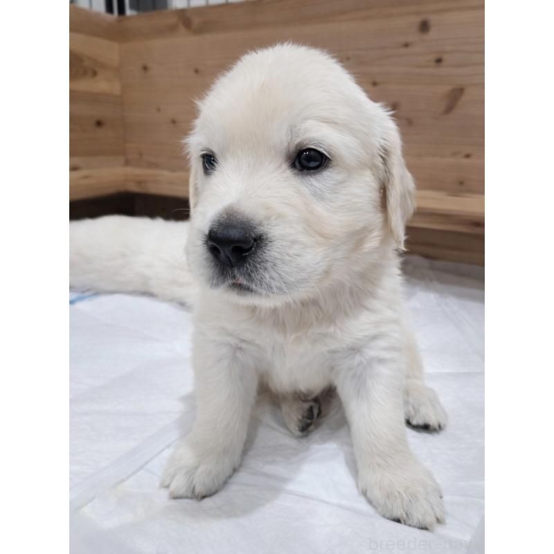 販売中の兵庫県のゴールデンレトリーバー-435134の4枚目