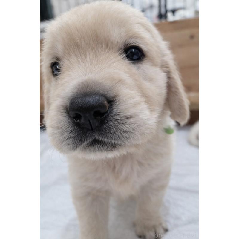 販売中の兵庫県のゴールデンレトリーバー-435135の5枚目