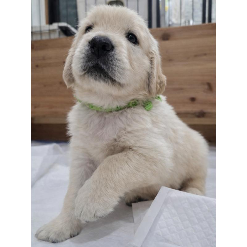 販売中の兵庫県のゴールデンレトリーバー-435135の4枚目