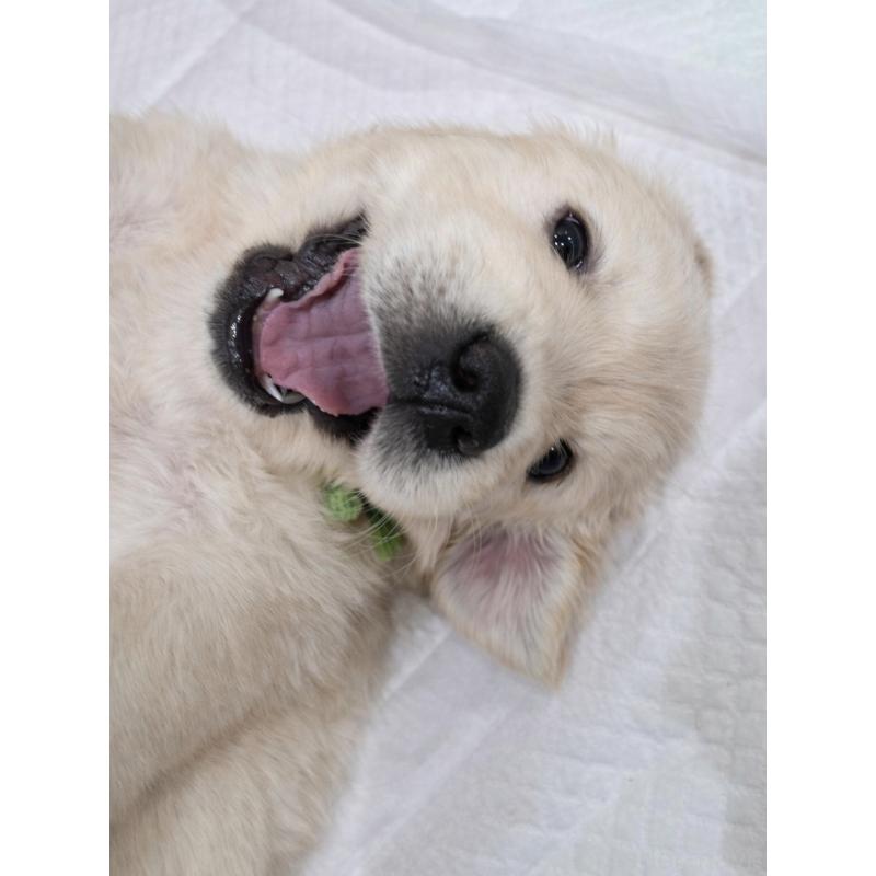 販売中の兵庫県のゴールデンレトリーバー-435135の3枚目