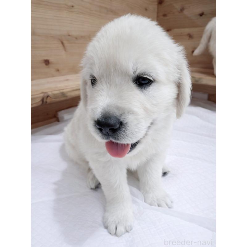 販売中の兵庫県のゴールデンレトリーバー-435139の4枚目