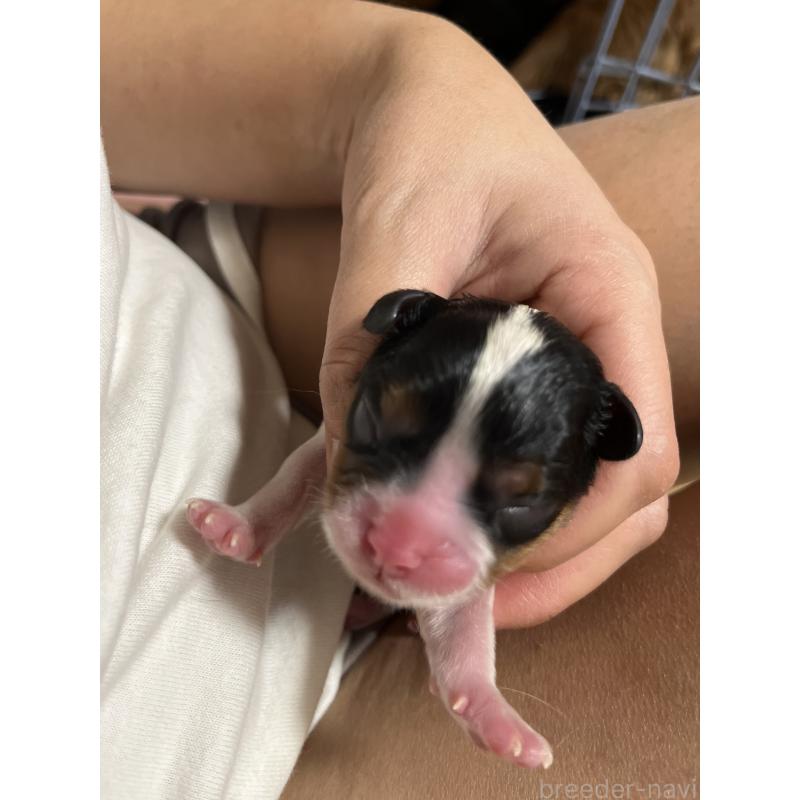 販売中の愛知県のキャバリアキングチャールズスパニエル-435136の3枚目