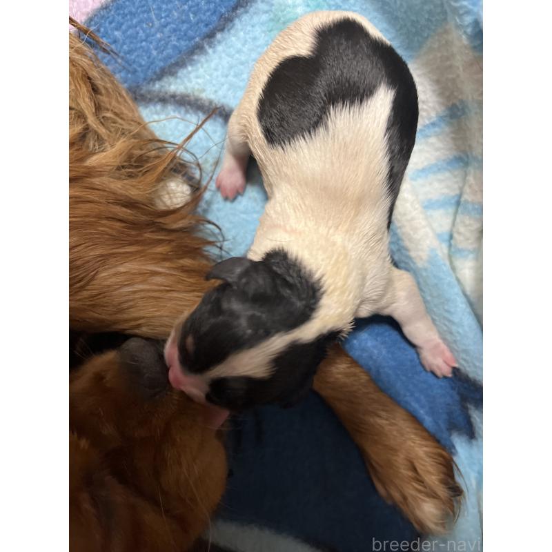 販売中の愛知県のキャバリアキングチャールズスパニエル-435136の2枚目