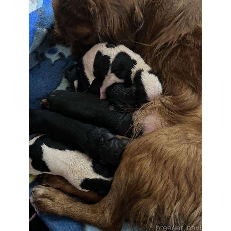 販売中の愛知県のキャバリアキングチャールズスパニエル-435140