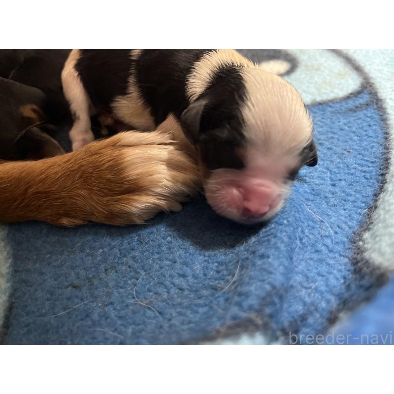 販売中の愛知県のキャバリアキングチャールズスパニエル-435140の2枚目